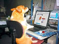 ENTRENAMIENTO CANINO SIN GOLPES 100% GARANTIZADO bogota, colombia