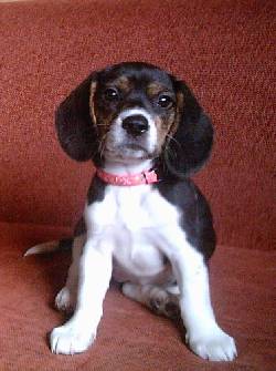 Cachorrita Beagle Bogot, Colombia