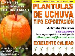 PLANTULAS DE UCHUVA SEMILLA y PLANTAS EN VIVERO pa Bogota, Colombia