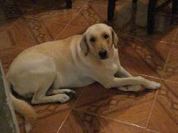 PERRO BUSCA NOVIA cali, colombia