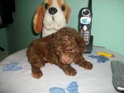 Hembra de Caniche toy marron chocolate  Buenos Aires, Argentina