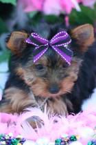 Perritos Yorkshire En Venta D.F, Mexico