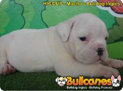 Hermosos Bulldog Ingl�s Miniatura en venta Medellin, Colombia