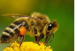 Venta Apitoxina en Polvo - Veneno de Abejas Bogota, Colombia