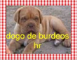 Dogo de burdeos espectaculares y excelentes  bogota, colombia