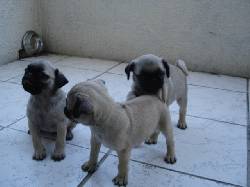 PUG PUROS ibague, colombia