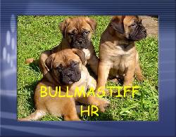 bullmastiff cachorritos vendo bogota, colombia
