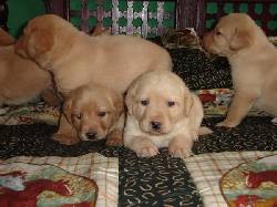 vendo cachorros labradores bogota, colombia