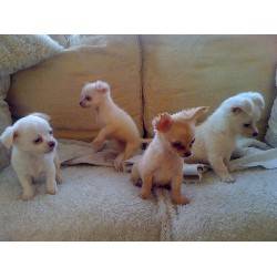Tenemos tres hermosos bebs chihuahua pedigr  La Mancha , Espaa.