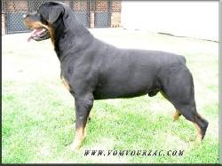 Rottweilers Colombiano Cali, Colombia