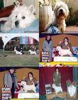 Westy - West Highland White Terrier -Westie Blanco Capital Federal, Argentina
