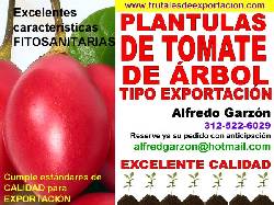  PLANTULAS DE TOMATE DE ARBOL SEMILLA y PLANTAS EN Bogota, Colombia