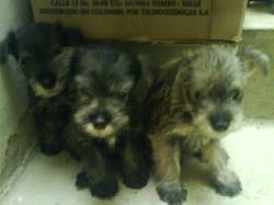 VENDO LINDAS PERRITAS SCHNAUZER bogota, colombia