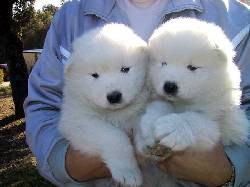 samoyedo lima, peru