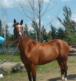 VENDO CABALLO/ YEGUA AMANSADA IMPORTADA DE U.S.A  Bogot, Colombia