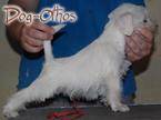 Recibo en adopcion cachorrita Schnauzer miniatura  Tulu, Colombia