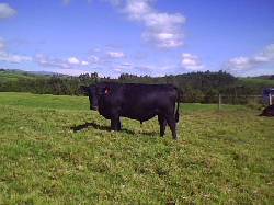 semen toro angus puro bogota, colombia