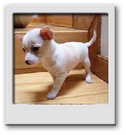 HERMOSOS CACHORROS CHIHUAHUA Bogot, Colombia