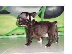 CACHORROS BULLDOGS FRANCES $ 2.000.000 yotoco, colombia