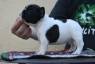  Bulldog francs Cachorros Para Adopcin mexico, mexico