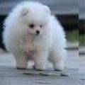  Goegous y hermosa casa Pomerania cachorro para su Barcelona , Barcelona 