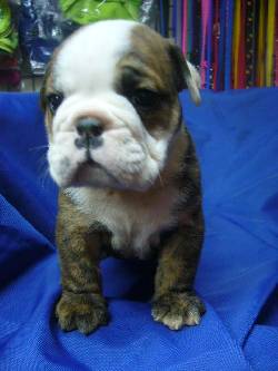 Bulldog Ingles - LA GRANJA CACHORROS Bogot�, Colombia