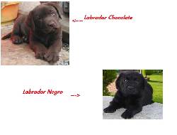 Labrador Retriver  espectaculares y excelentes bogota, colombia