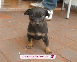 Pinscher para la venta Medellin, Colombia