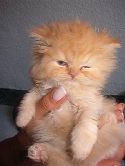 VENDO HERMOSOS GATITOS PERSA bogota, colombia
