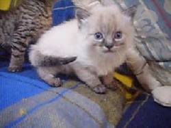 Gatos CRUZADOS CON SIAMES  TENJO, COLOMBIA