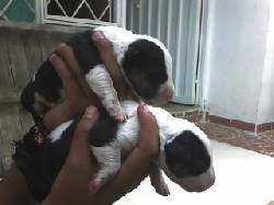 exelencia en bullterrier Piedecuesta, Colombia