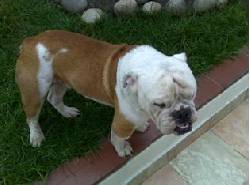 Bull Dog Ingles (MONTA) Bogot, Colombia