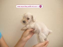 venta de Schnauzer Medellin, Colombia