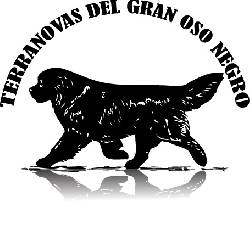 TERRANOVAS CACHORROS REGISTRADOS EN COLOMBIA BOGOTA, COLOMBIA