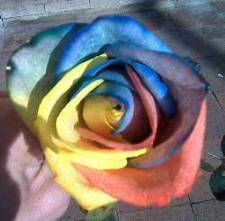 ROSAS PERSONALIZADAS chia, colombia