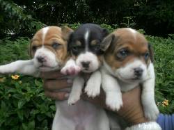LINDAS HEMBRAS JACK RUSSEL  BOGOTA, COLOMBIA