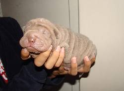 SHAR-PEIS IMPORTADOS CALIDAD SHOW LILAC Y AZUL DIV Bogot, Colombia