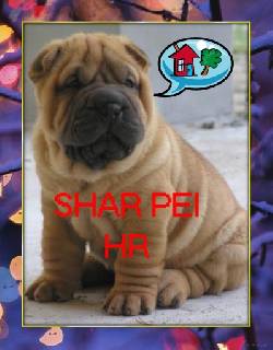 sharpei shar pei cachorros 100% puros vendo bogota, colombia