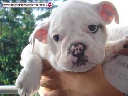 Bulldog ingles para venta Medellin, Colombia
