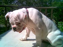 remato hermosa bulldog  ingles$ 800.000 yotoco, colombia