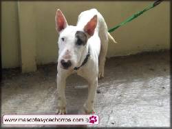 Bull Terrier  medellin, colombia