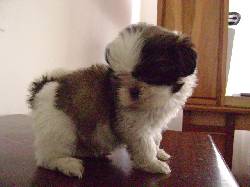 CRIADERO DOGS AN PUPPIES 1, COLOMBIA