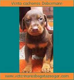 Venta Cachorros DOBERMAN en Bogot Bogot, Colombia
