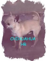 chihuahua espectaculares y excelentes  bogota, colombia