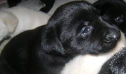SE VENDEN HEMOSOS CACHORROS DE LABRADOR bogota, colombia