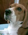 HERMOSO BEAGLE TRICOLOR DE 18 MESES DE EDAD MACHO Bogota, colombia