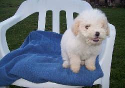 ESTUPENDOS CACHORROS FRENCH POODLE! CRIADERO bogota, colombia