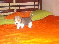 VENDO HERMOSO CACHORRO BEAGLE 13