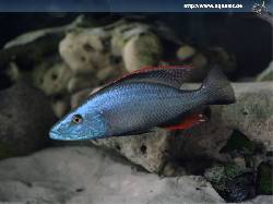 ciclidos africanos.compressiceps azul bogota, colombia