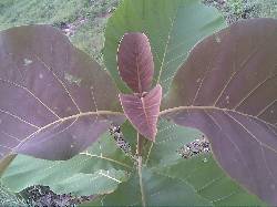Venta de Plantulas y Semillas de Teca  cerete, colombia